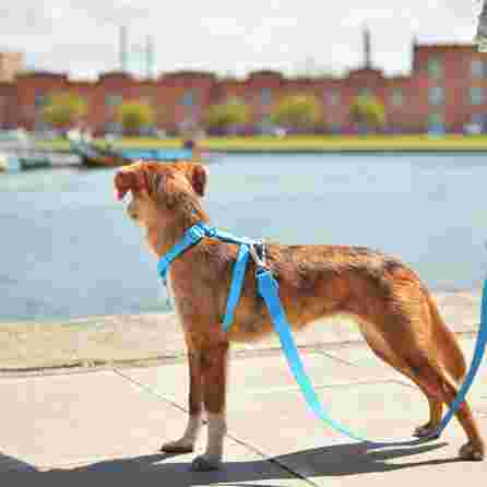 DASHI COLORFLEX BLUE, M petnešos, 1 vnt.