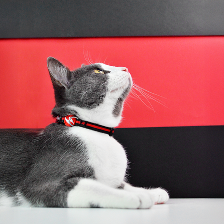 DASHI STRIPES3 RED&BLACK, katėms antkaklis, 1 vnt.