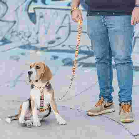 DASHI BOOM, XS, šunims petnešos, 1 vnt.