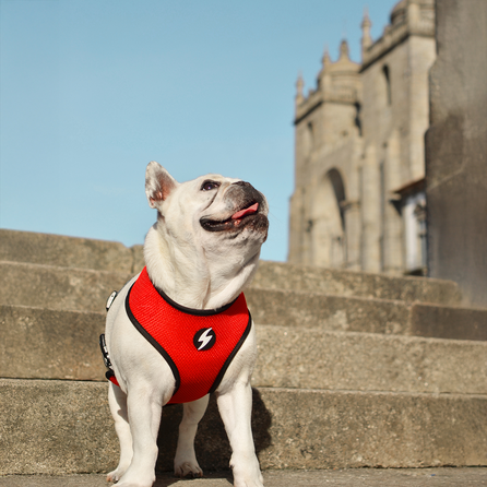 DASHI petnešos, 1 vnt.