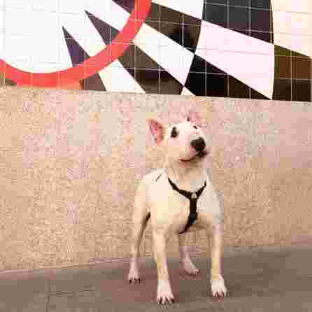 DASHI COLORFLEX BLACK, L petnešos, 1 vnt.