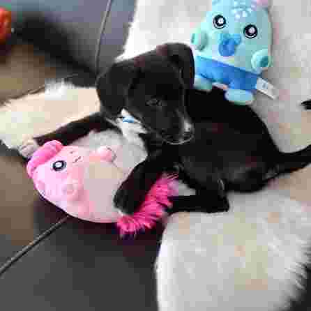 DASHI FINI, pliušinis žaislas, 1 vnt.