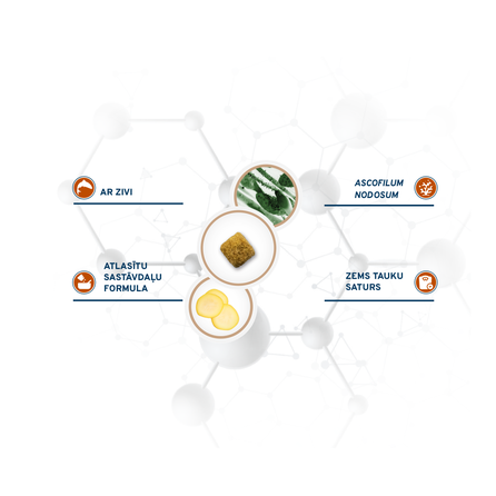 FORZA10 Active VetDiet Gastroenteric, šunims, mažai riebalų turintis sausas pašaras, 10 kg