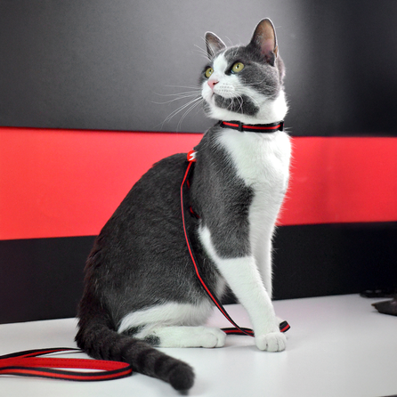 DASHI  STRIPES3 RED&BLACK, katėms pavadėlis, 1 vnt.