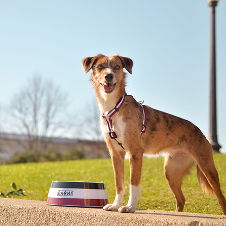 DASHI petnešos, 1 vnt.