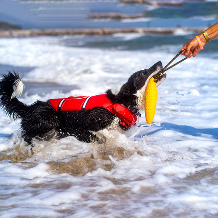 KIWI WALKER skraidančios formos, žalias, MINI žaislas, 1 vnt.