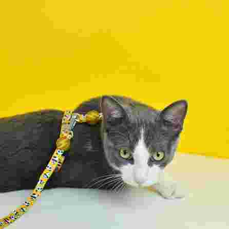 DASHI krūtinės diržas ir pavadėlis katėms, 1 vnt.