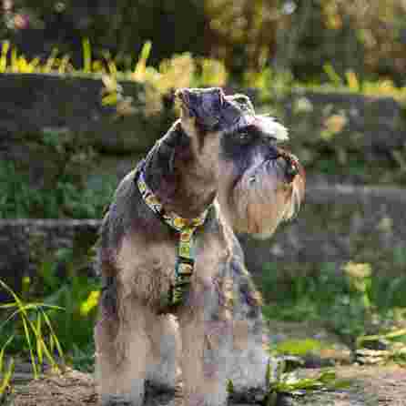 DASHI AVOCADO, XS, šunims petnešos, 1 vnt.