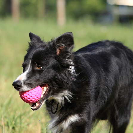 KIWI WALKER rožinis, MINI žaislas, 1 vnt.