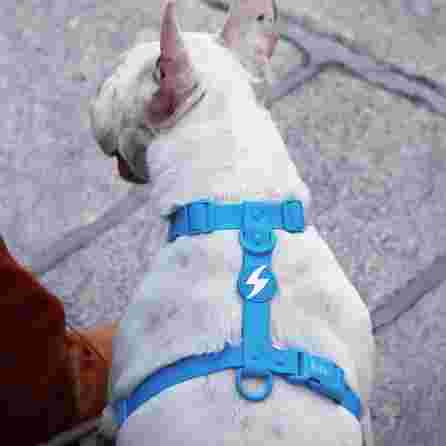 DASHI COLORFLEX BLUE, M petnešos, 1 vnt.