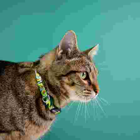 DASHI AVOCADO, katėms antkaklis, 1 vnt.