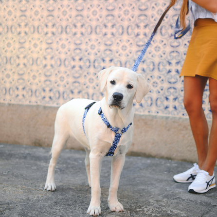 DASHI petnešos, 1 vnt.