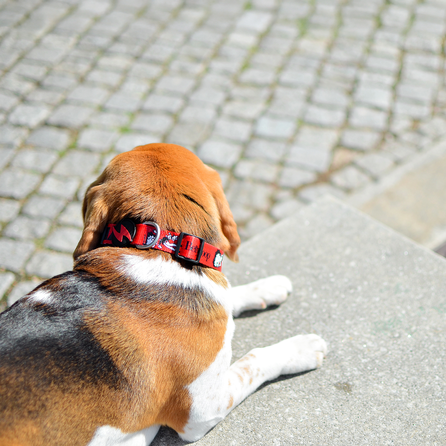 DASHI antkaklis, 1 vnt.