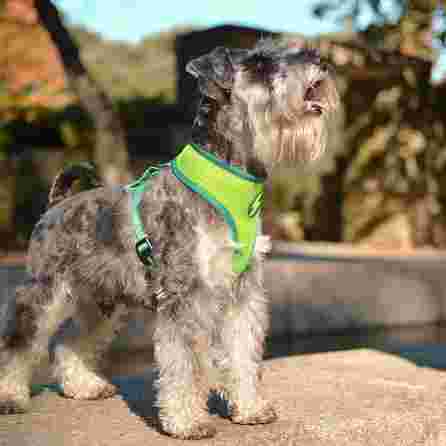 DASHI AVOCADO Neomesh, S, šunims petnešos, 1 vnt.