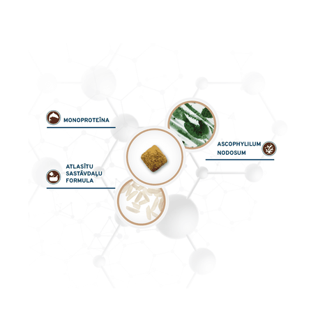 FORZA10 Active VetDiet Intestinal Colon FASE 2, suaugusiems šunims sausas pašaras, 4 kg