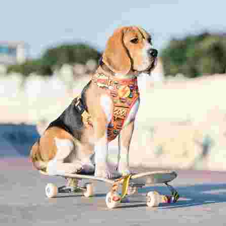 DASHI BOOM, NEO MESH, S petnešos, 1 vnt.