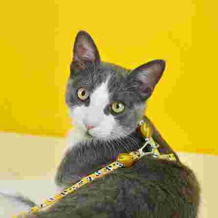 DASHI krūtinės diržas ir pavadėlis katėms, 1 vnt.