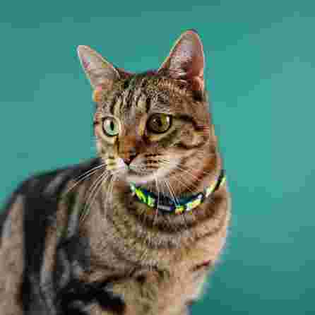 DASHI AVOCADO, katėms antkaklis, 1 vnt.