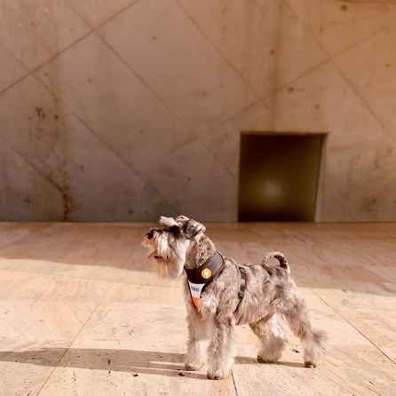 DASHI petnešos, 1 vnt.