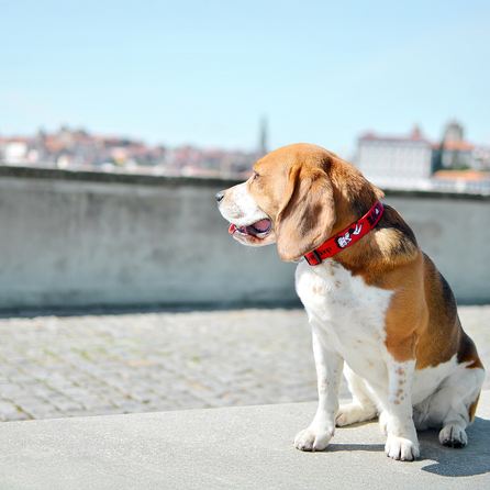 DASHI antkaklis, 1 vnt.