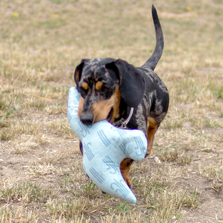 KIWI WALKER pliušinis paukštis žaislas, 1 vnt.