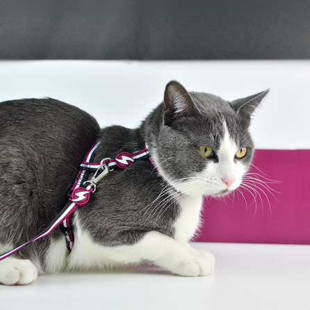 DASHI STRIPES3 PURPLE&BLACK, krūtinės diržas- pavadėlis, 1 vnt.