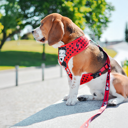 DASHI petnešos, 1 vnt.