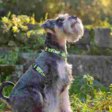 DASHI AVOCADO, XS, šunims petnešos, 1 vnt.