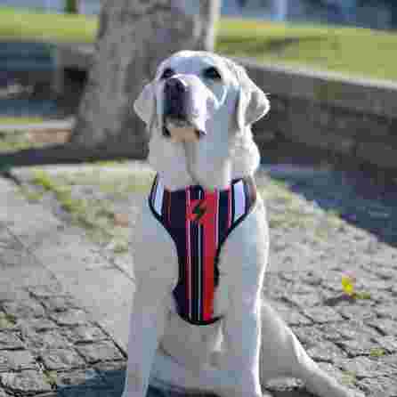 DASHI petnešos, 1 vnt.