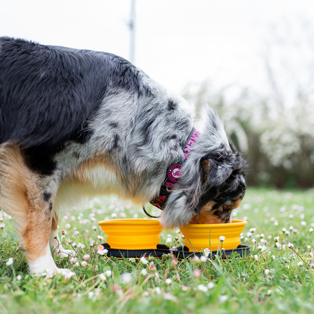 KIWI WALKER sulankstomas dvigubas, oranžinis dubenėlis, 1 vnt.