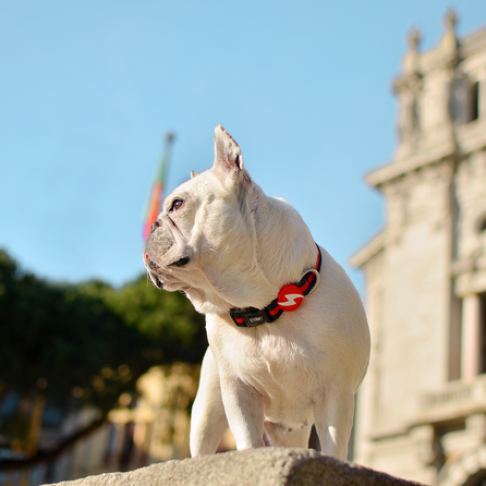 DASHI antkaklis, 1 vnt.