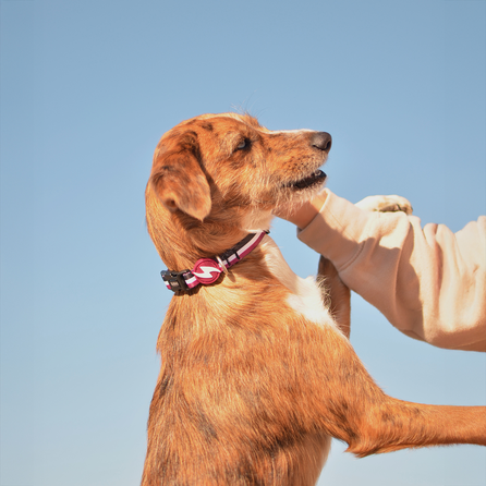 DASHI antkaklis, 1 vnt.