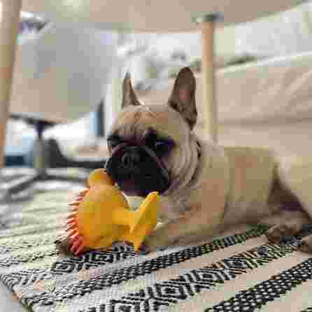 KIWI WALKER švilpiantis, lateksinis oranžinis, L žaislas, 1 vnt.