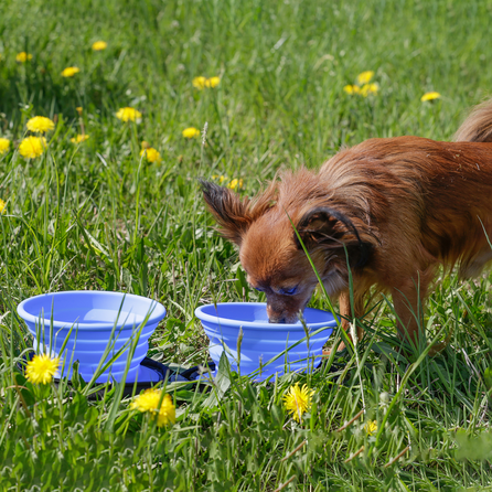 KIWI WALKER sulankstomas dvigubas, mėlynas dubenėlis, 1 vnt.