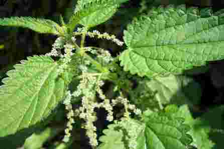 NATĒJA natūrali dilgėlių arbatos maišeliai, 24 vnt.