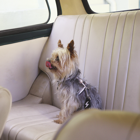 DASHI automobilinis saugos diržas, 1 vnt.