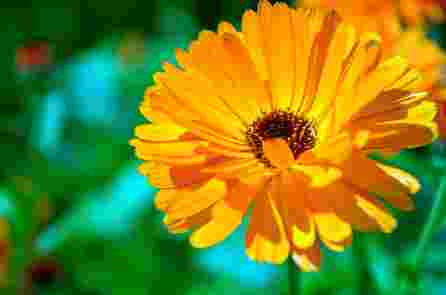 WELEDA Calendula muilas, 100 g