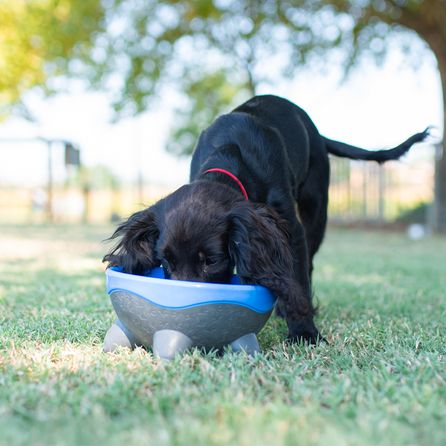 KIWI WALKER UFO, mėlynas, M dubenėlis, 1 vnt.