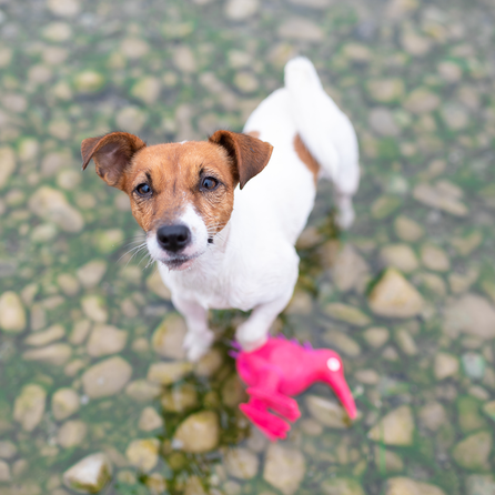 KIWI WALKER švilpiantis, lateksinis, rožinis, S žaislas, 1 vnt.