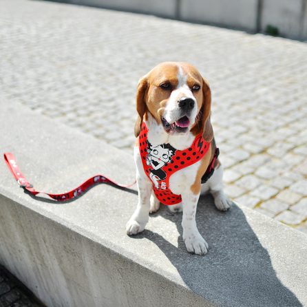 DASHI petnešos, 1 vnt.