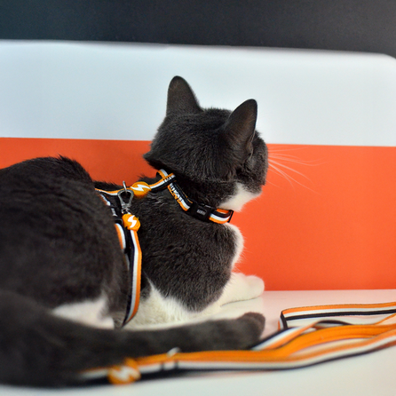 DASHI STRIPES3 ORANGE&BLACK, katėms pavadėlis, 1 vnt.