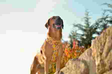 DASHI SNOOZE NEO MESH, S, šunims petnešos, 1 vnt.