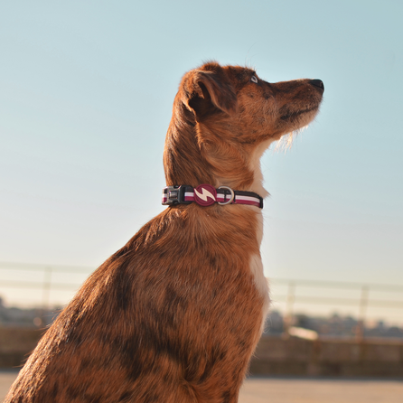 DASHI antkaklis, 1 vnt.