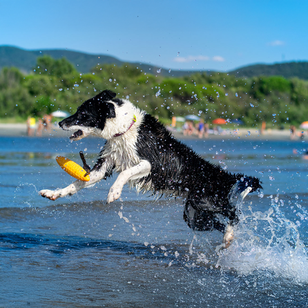 KIWI WALKER skraidančios formos, oranžinis, MINI žaislas, 1 vnt.