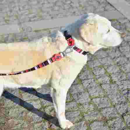 DASHI pavadėlis, 1 vnt.