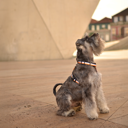 DASHI petnešos, 1 vnt.