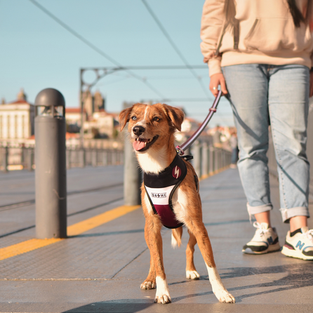 DASHI petnešos, 1 vnt.