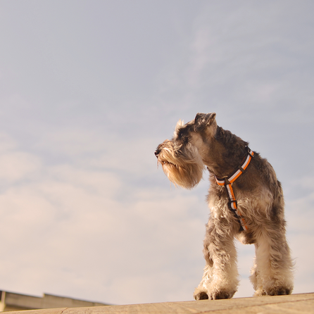 DASHI petnešos, 1 vnt.
