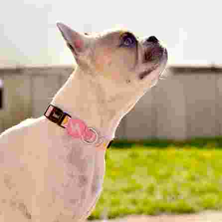 DASHI Donut M, šunims antkaklis, 1 vnt.