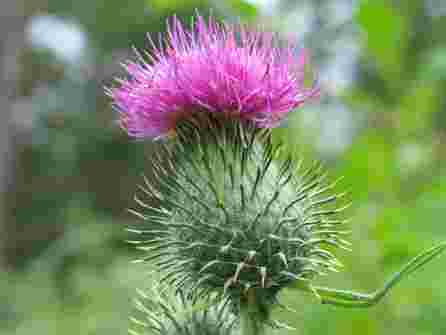 ŠAAR Salvisil aliejus, 100 ml